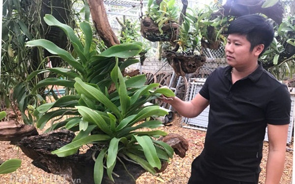 Trần Mạnh Thắng- chủ sở hữu nhà vườn trồng hoa lan