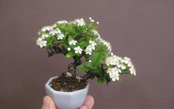 Kinh doanh cây cảnh bonsai mini