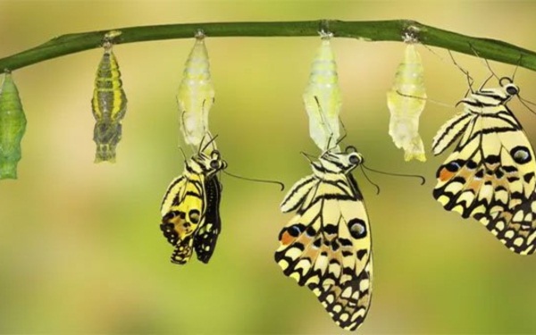 Câu chuyện hay về thành công- Sự đấu tranh của con bướm
