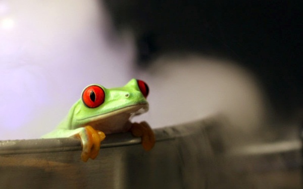 Câu chuyện thành công của chú ếch điếc đáng suy ngẫm